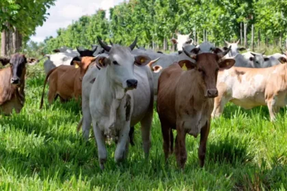 Las «supervacas» que hicieron de Brasil el líder mundial en exportación de carne